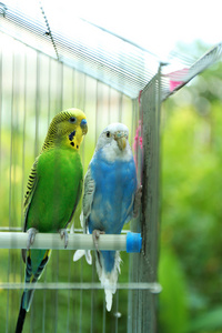 可爱的彩色鹦鹉关在笼子里，在户外