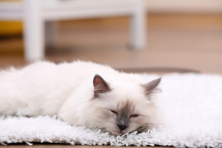 可爱的小猫坐在白色的地毯上，对家庭室内背景