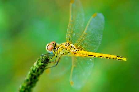 在大自然的美丽蜻蜓