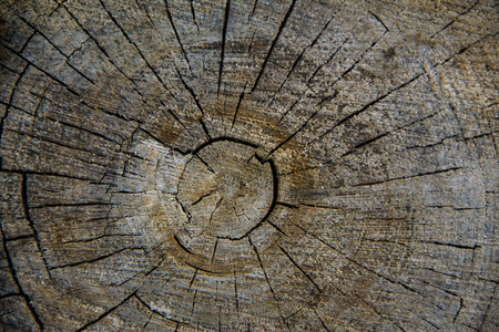 木材纹理的断层的树干，特写