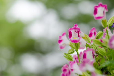 在花园里的花