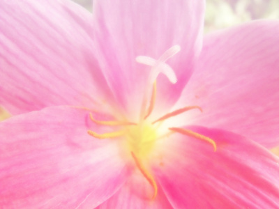 美丽的花背景花用彩色滤光片