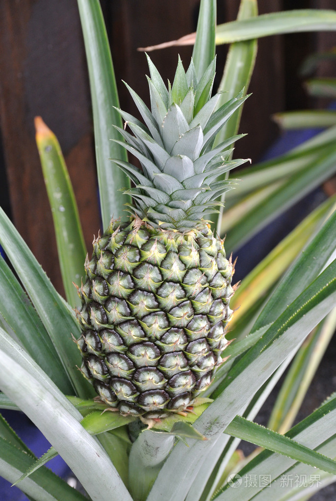 菠萝树或凤梨凤梨属树