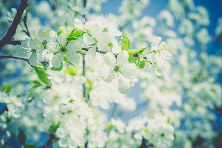 白花盛开在春天复古