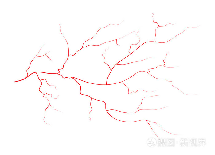 集人眼静脉, 红色血管, 血液系统.孤立在白色背景上的矢量图