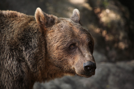 棕熊UrsusArctos。