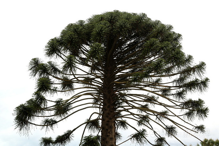 南洋杉松树