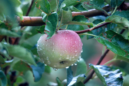 清晨在果园里的苹果