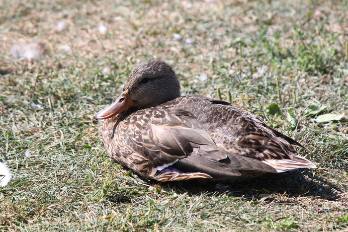 绿头鸭母鸡北京鸭