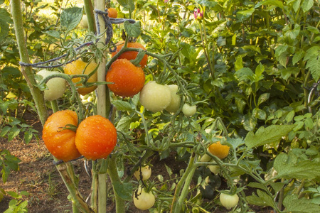 在家庭花园里种西红柿。在早晨的阳光下吃西红柿。在家庭花园里成熟蔬菜。雨后滴在番茄果实上。模糊的背景