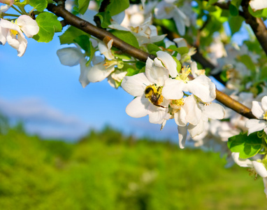 蜜蜂从苹果花中收集花蜜图片