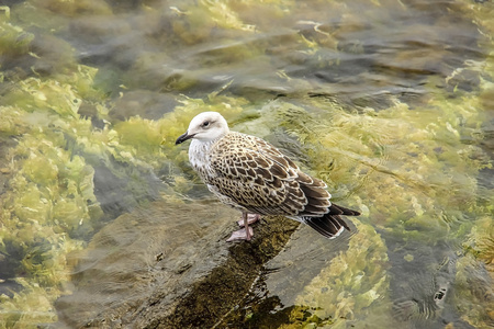 坐在一块岩石上的美丽海鸥