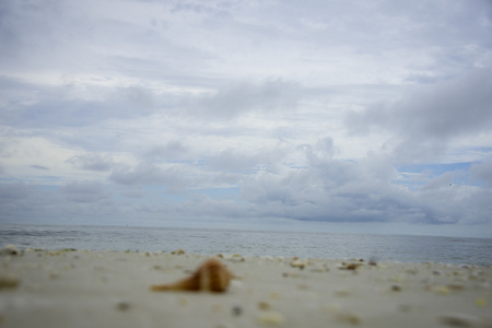 波尼塔泉海滩上的贝壳