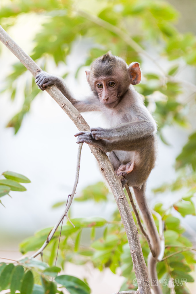 泰国在树上的小猴子食蟹猴