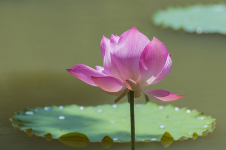 粉红色莲花池塘里