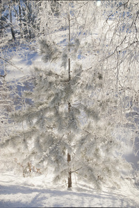 冬季森林与雪