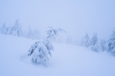 在雪中的云杉