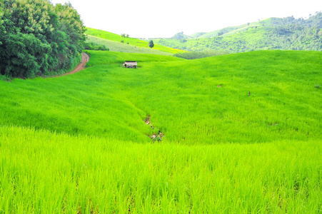 绿色稻田在泰国清莱山