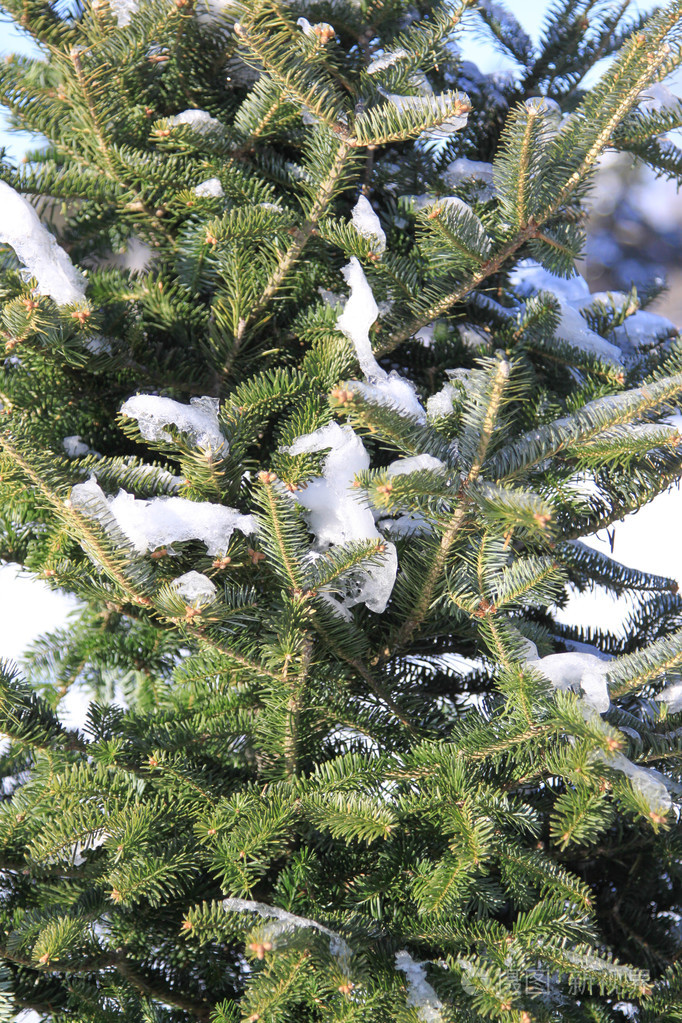 松树分枝与圆锥覆盖的雪