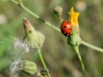 七个斑点ladybug球虫septempunctata