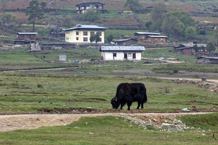 一个视图 Phobjikha 谷，不丹，大约在 2015 年 5 月
