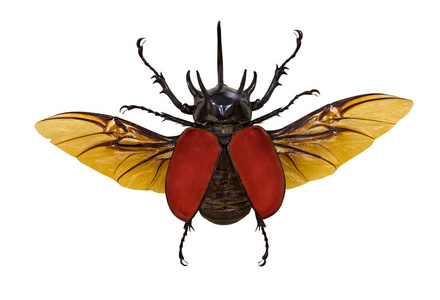 飞行犀牛甲虫照片