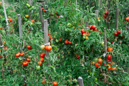 在花园里种植的番茄
