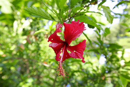 芙蓉热带花在花园里