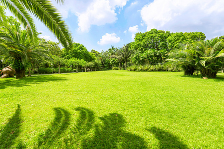 阳光下的绿色公园图片