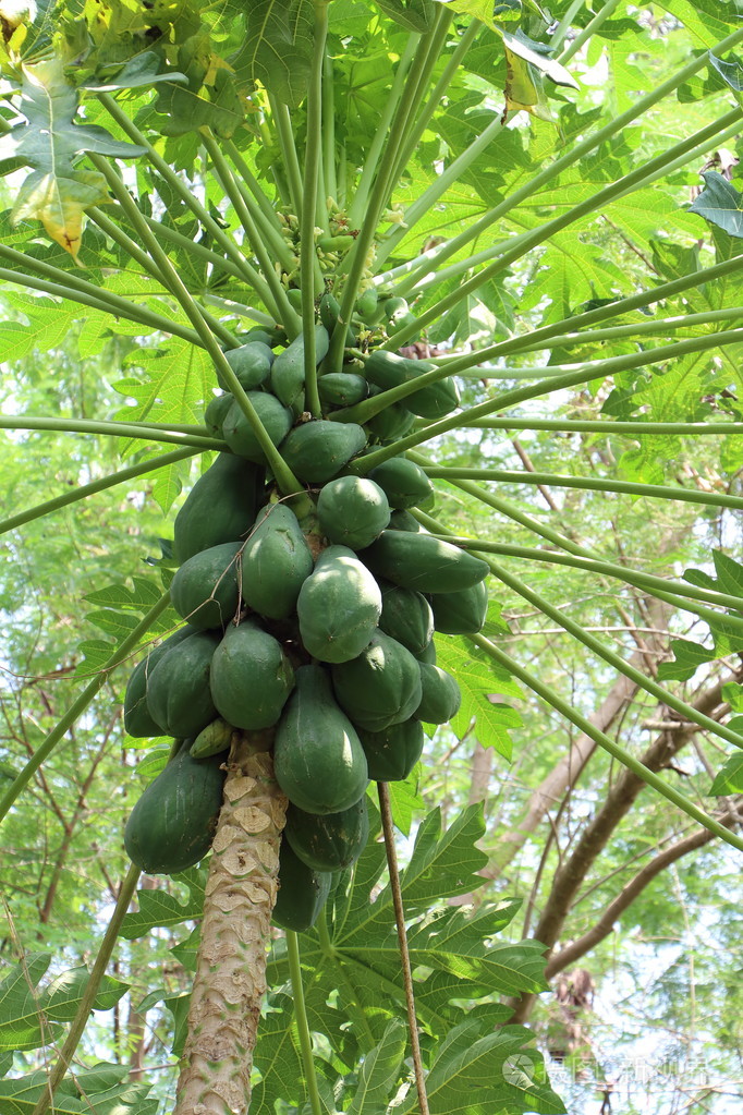 野生木瓜树图片(野生木瓜的种类图片)