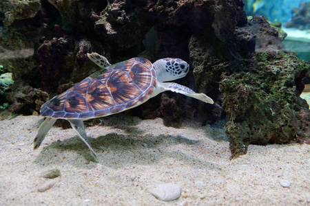 海龟在水族馆