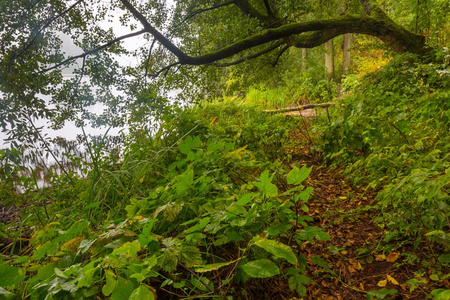 美丽的秋天森林景观