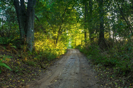 在阳光明媚的秋日午后与树木的乡村道路