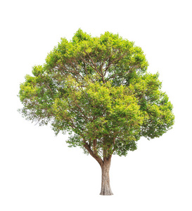 马来半岛也被称为野生杏仁热带树