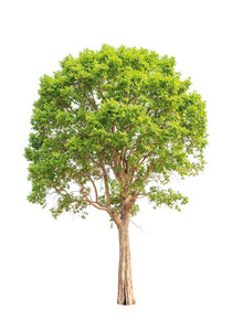 马来半岛也被称为野生杏仁热带树