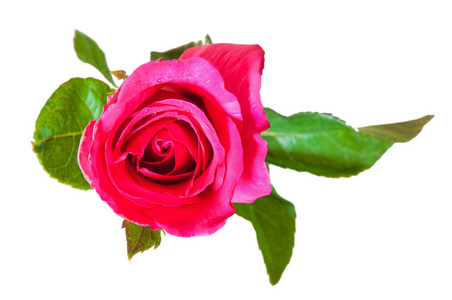 孤立在白色背景上的粉红玫瑰