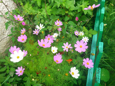 白色和粉红色的花朵