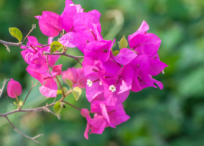 粉红三叶草花椰菜花