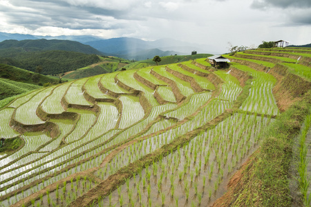清迈稻场景观泰国