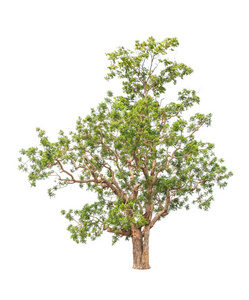 东北地区的Neem植物印楝热带树