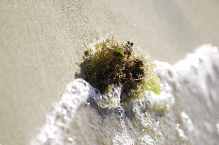 海滨的海藻