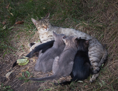 护理她的小猫猫