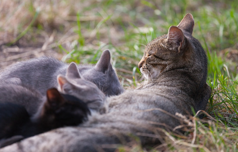 护理她的小猫猫图片