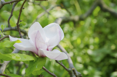 白玉兰花