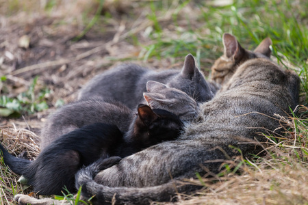 护理她的小猫猫