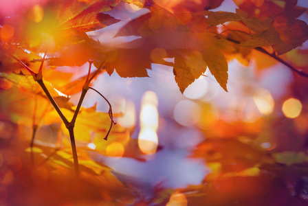 色彩缤纷树叶在秋天