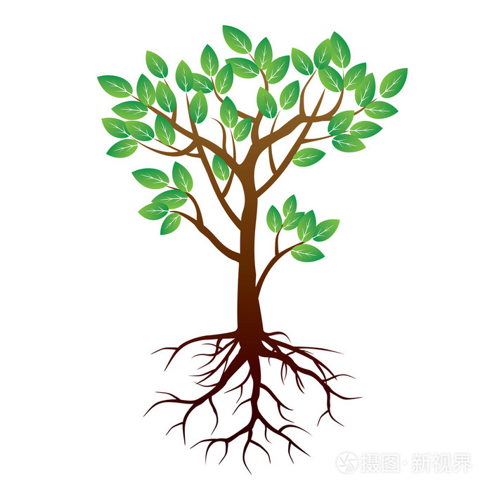 夏天的树根矢量图