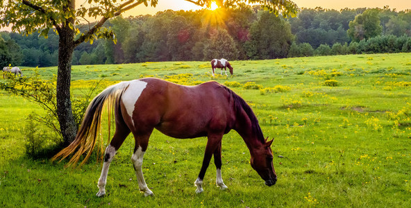 在日落在南卡罗莱纳州山区牧场上匹漂亮的马