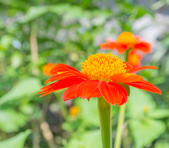 墨西哥向日葵橙色花在花园的白天时间的图像。
