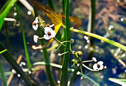 金银花科, 一种水生植物, 宏观